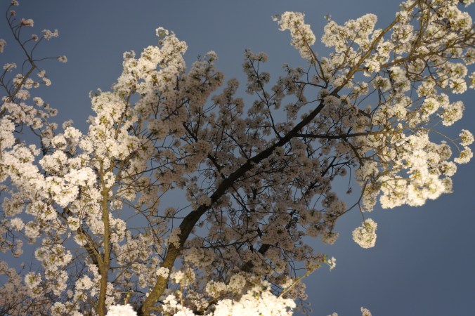 Kenroku-En Sakura Time Exposure 20180403